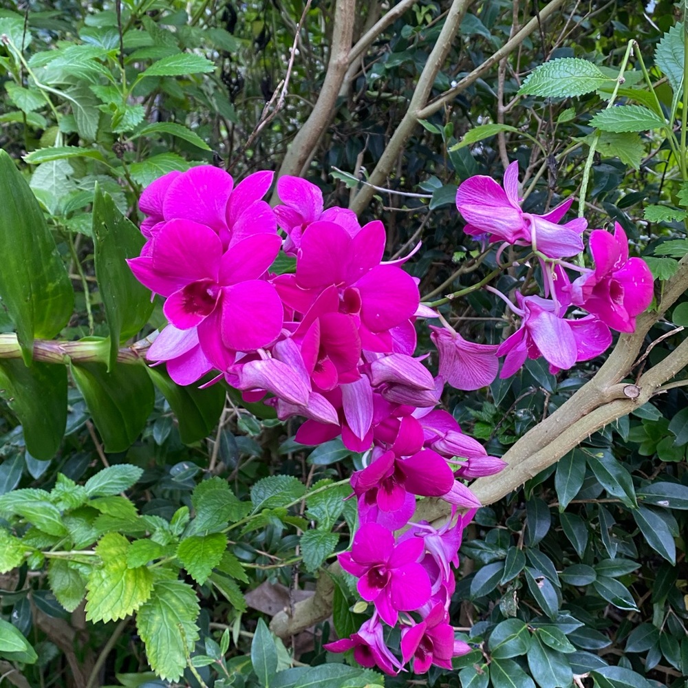 Meet your Posher, Véronique